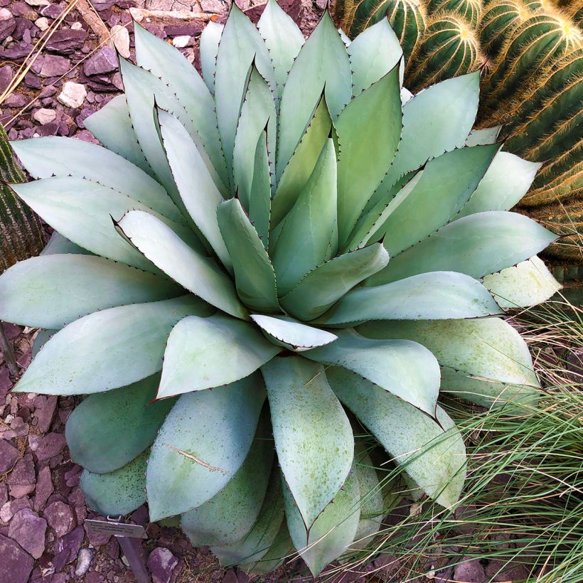 Agave potatorum (Port)