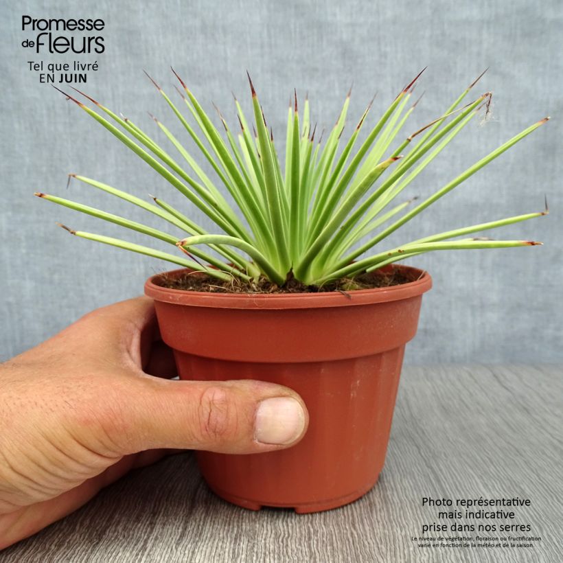 Spécimen de Agave stricta Nana Pot de 12 cm / 13 cm tel que livré en été