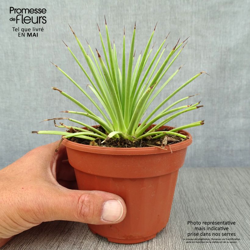Spécimen de Agave stricta Nana Pot de 13 cm tel que livré au printemps
