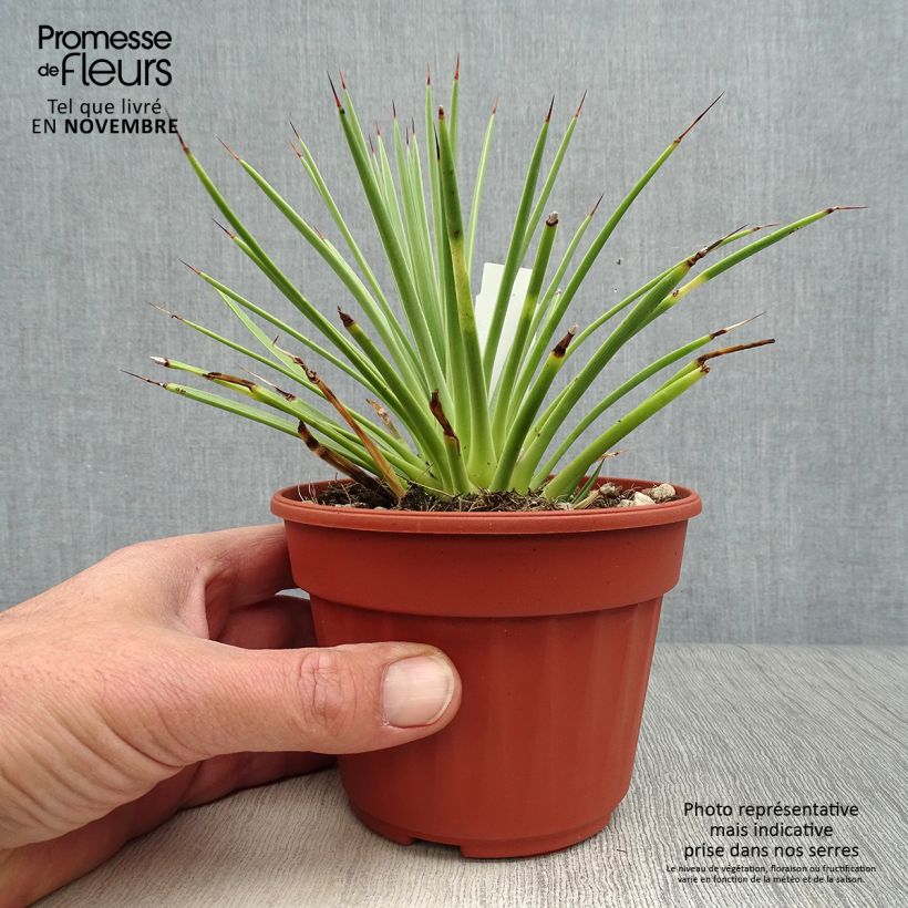Spécimen de Agave stricta Nana tel que livré en automne