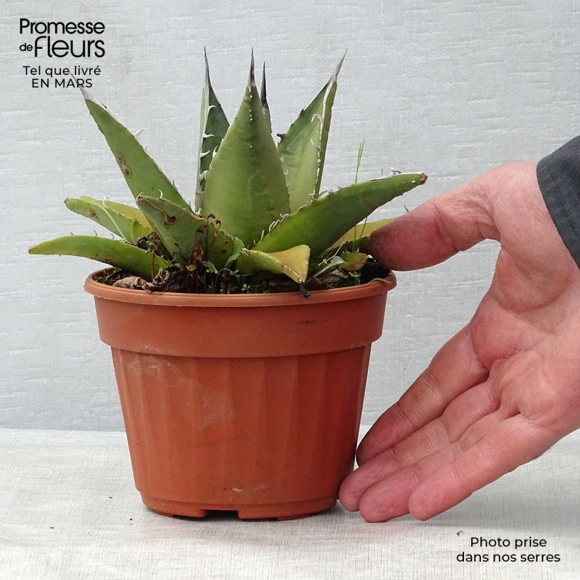 Spécimen de Agave titanota Pot de 13 cm tel que livré au printemps