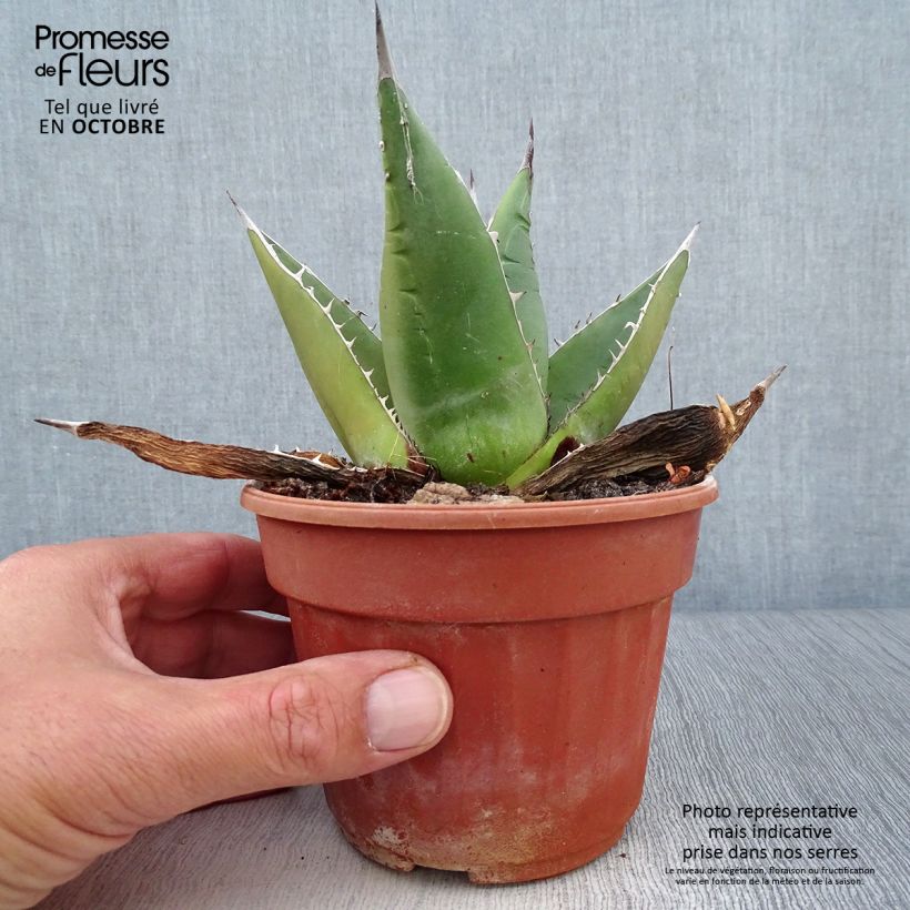 Spécimen de Agave titanota tel que livré en automne