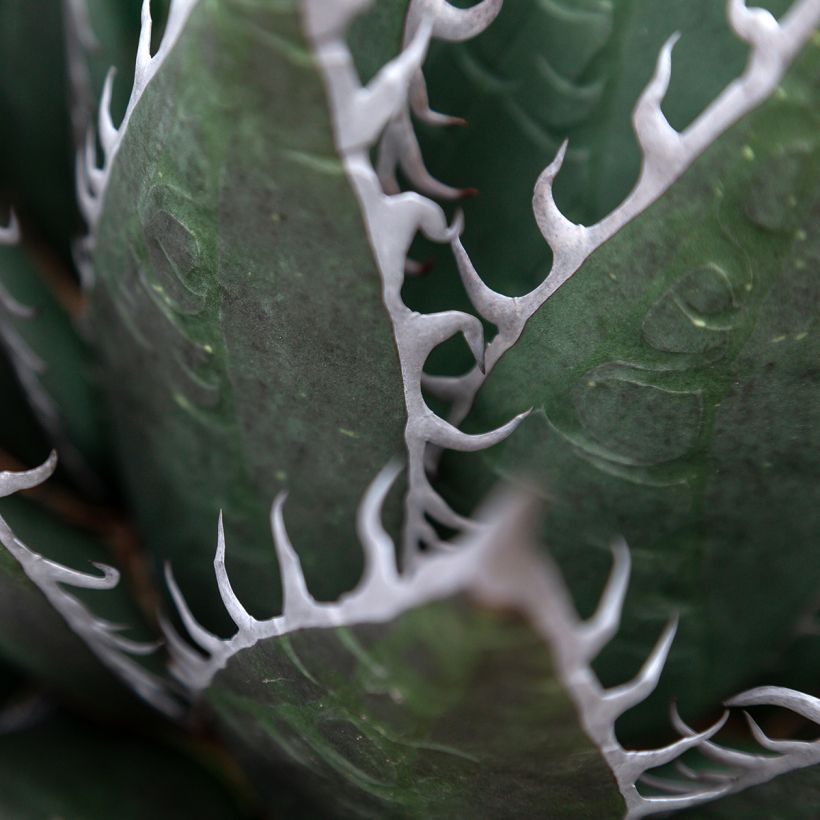 Agave titanota (Feuillage)