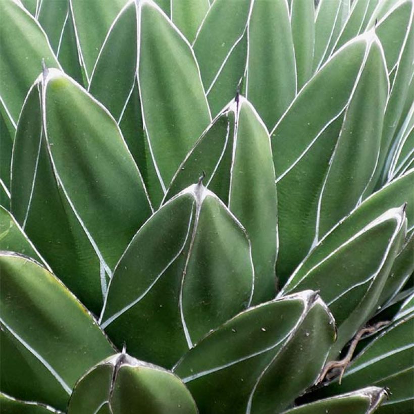 Agave victoriae reginae - Agave de la Reine Victoria (Feuillage)