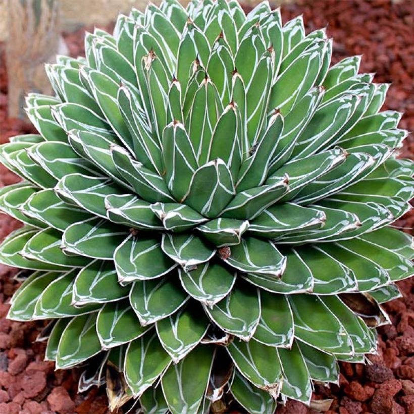 Agave victoriae reginae - Agave de la Reine Victoria (Port)