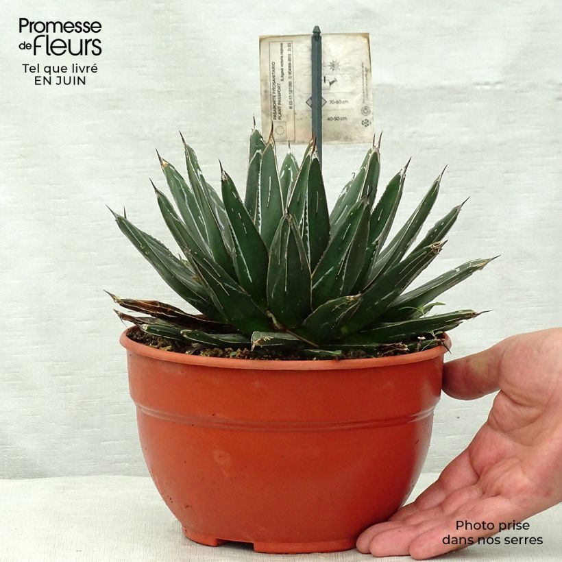 Spécimen de Agave victoriae reginae - Agave de la Reine Victoria Pot de 2L/3L tel que livré en été