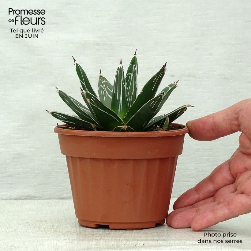 Spécimen de Agave victoriae reginae - Agave de la Reine Victoria Pot de 12 cm / 13 cm tel que livré en été