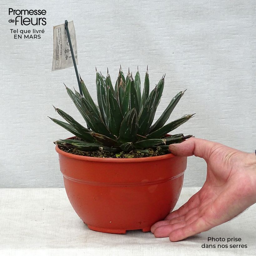Spécimen de Agave victoriae reginae - Agave de la Reine Victoria Pot de 2L/3LHauteur livrée env. 5cm tel que livré au printemps