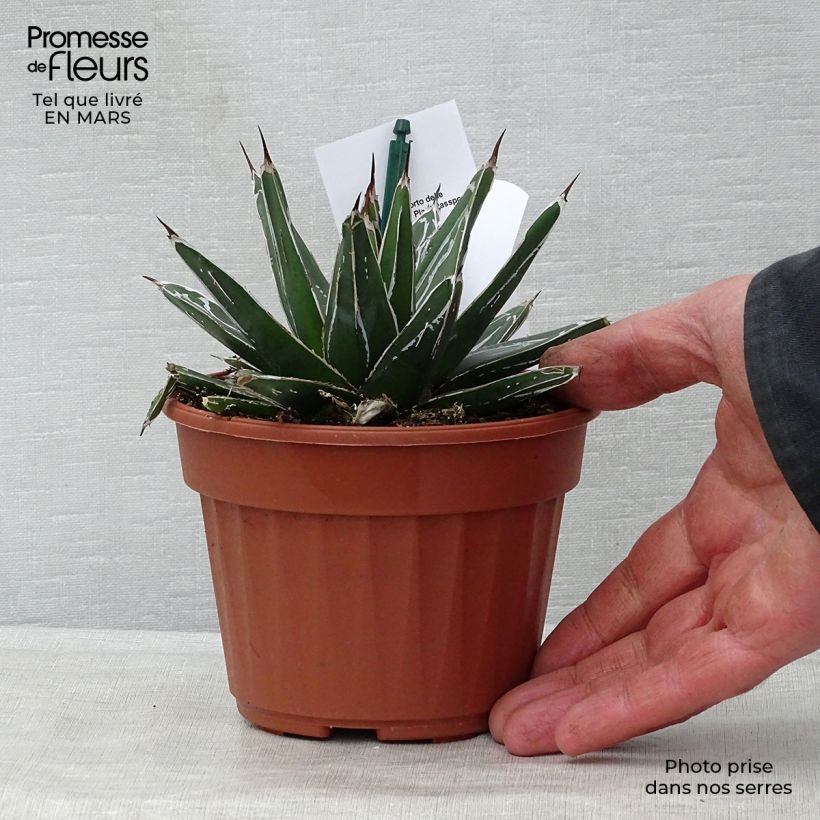 Spécimen de Agave victoriae reginae - Agave de la Reine Victoria Pot de 12 cm / 13 cmHauteur livrée env. 5cm tel que livré au printemps