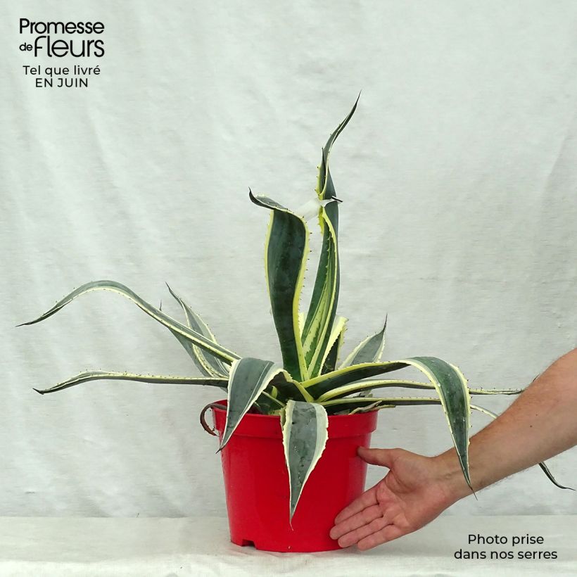 Spécimen de Agave americana Variegata - Agave d'Amérique Pot de 2L/3L tel que livré en été