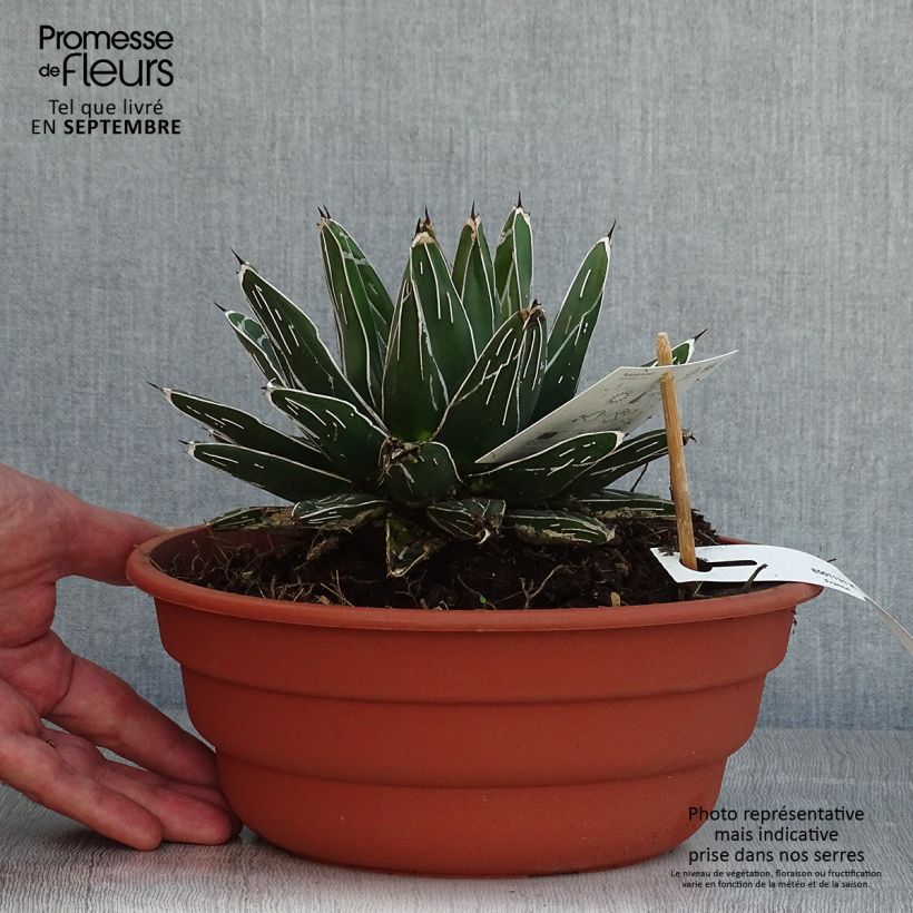 Spécimen de Agave victoriae reginae - Agave de la Reine Victoria Pot de 4L/5L tel que livré en été