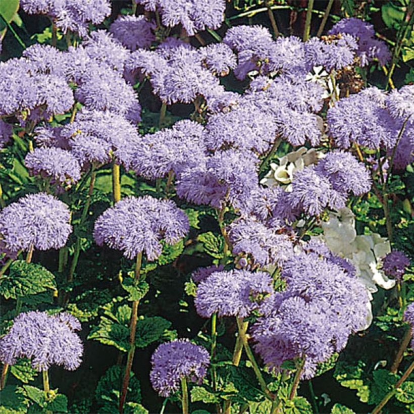 Ageratum haut City Blue (Floraison)