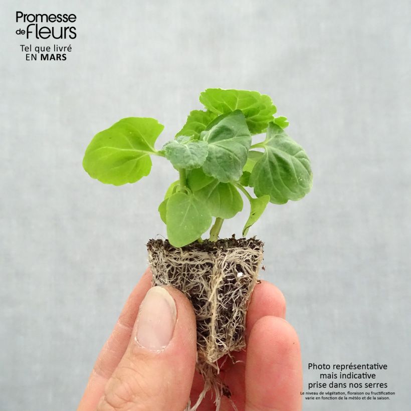 Spécimen de Ageratum nain Packstar Blue Jardimotte : motte 3,8 cm x 3,2 cm en plaque de culture par 16 tel que livré au printemps
