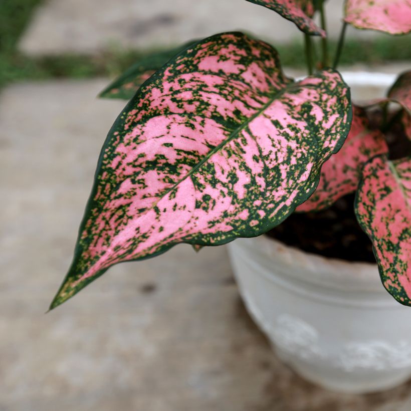 Aglaonema Red Valentine (Feuillage)