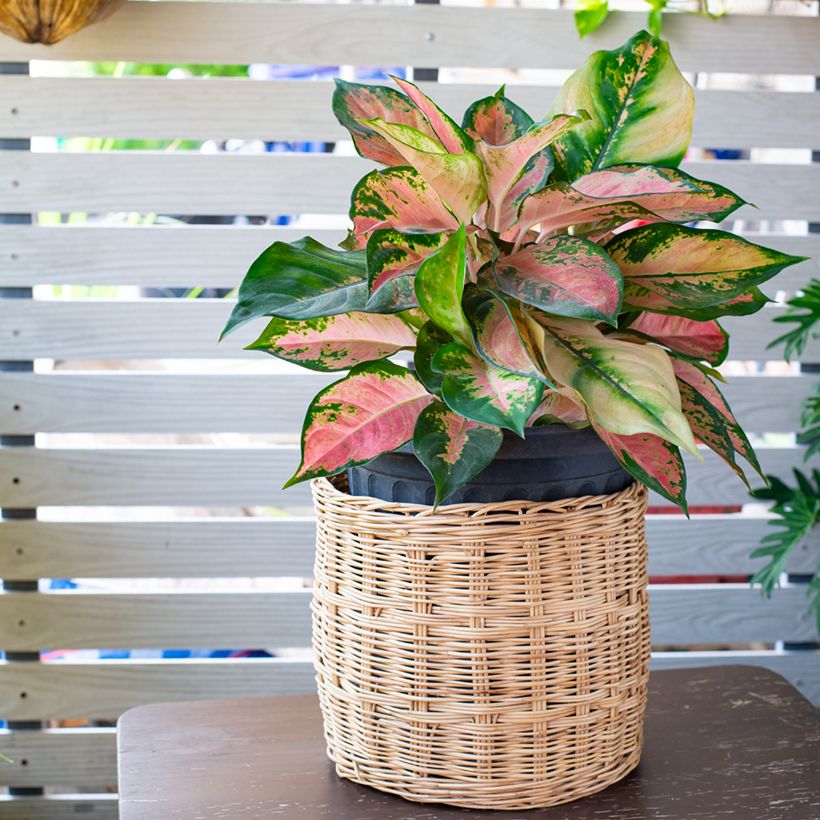 Aglaonema Red Valentine (Port)