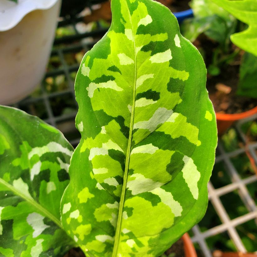 Aglaonema pictum Tricolor (Feuillage)