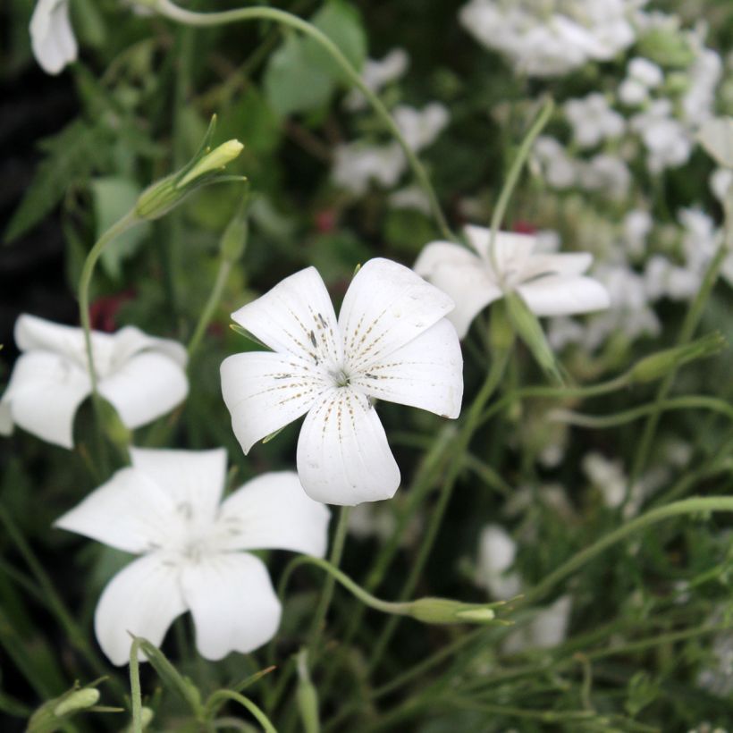 Graines d'Agrostemma Ocean Pearl - Coquelourde blanche (Floraison)