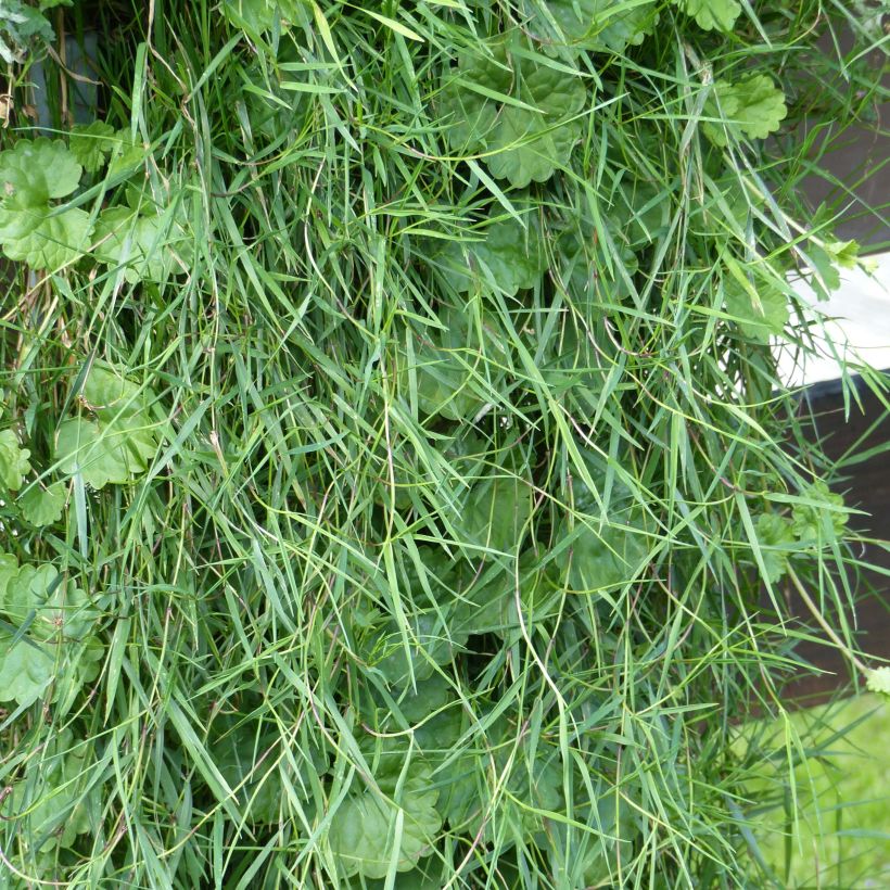 Agrostis stolonifera Green Twist - Bamboo Grass (Feuillage)