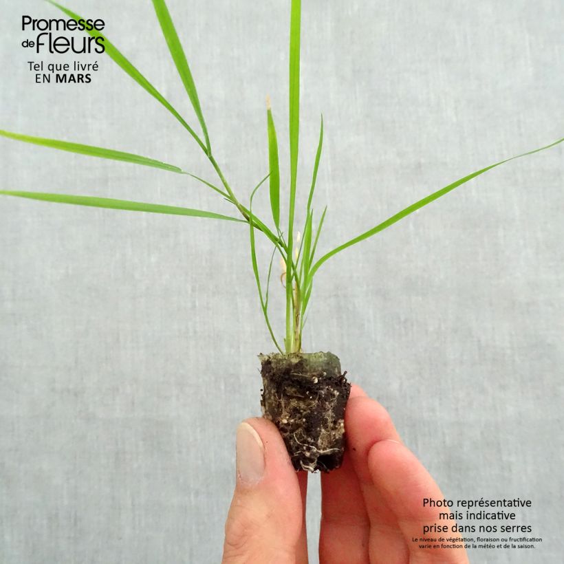 Spécimen de Agrostis stolonifera Green Twist - Bamboo Grass Mini-motte 2,5 cm tel que livré au printemps
