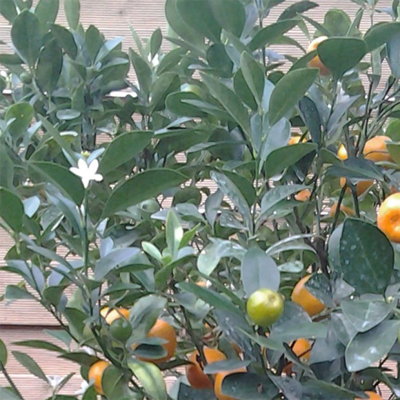 Calamondin - Citrus madurensis (mitis) (Feuillage)