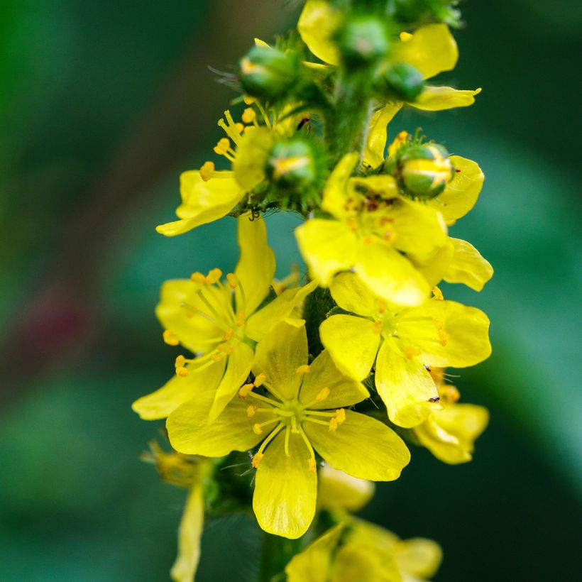 Aigremoine eupatoire - Agrimonia eupatoria (Floraison)