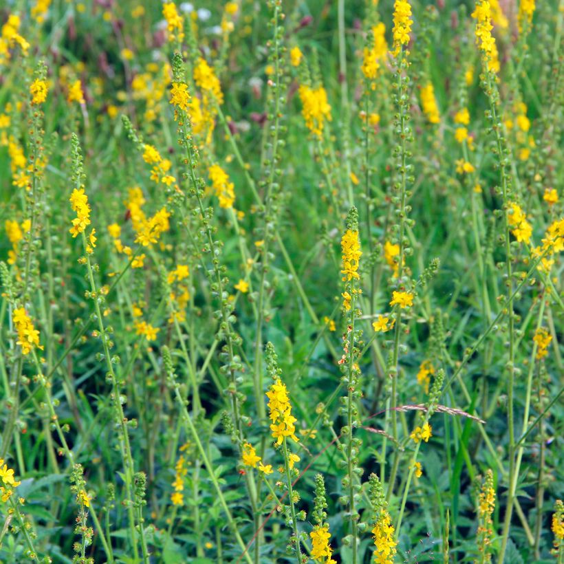 Aigremoine eupatoire - Agrimonia eupatoria (Port)