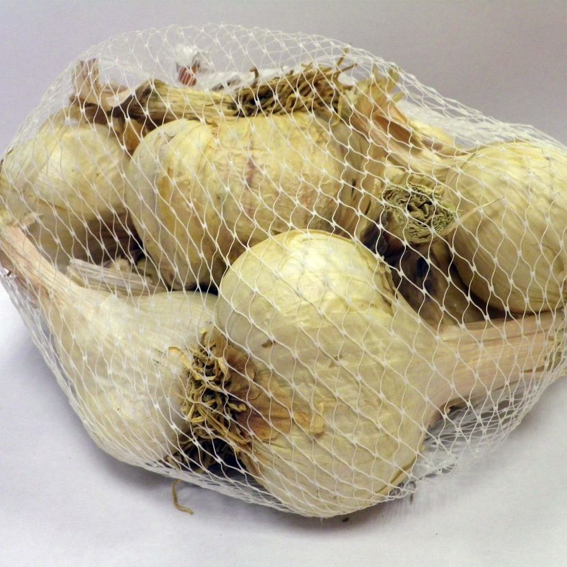 Exemple de spécimen de Ail Germidour en plants (plantation d'automne) - sac de 500g tel que livré