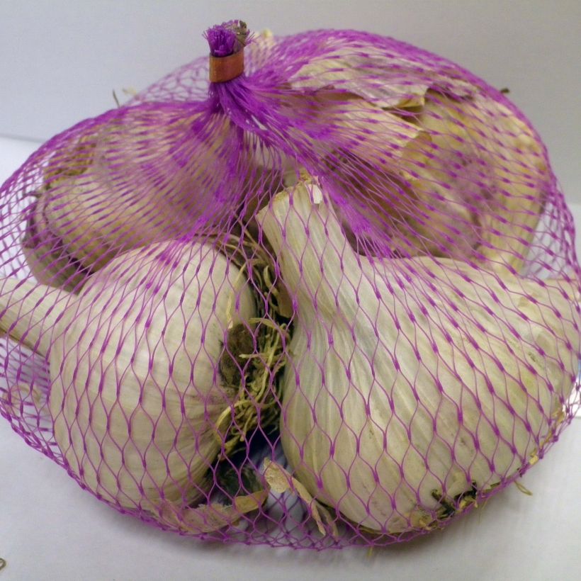 Exemple de spécimen de Ail Messidrome en plants (plantation d'automne) - Sac de 500g tel que livré