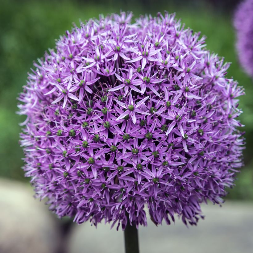 Ail d'ornement - Allium Gladiator (Floraison)