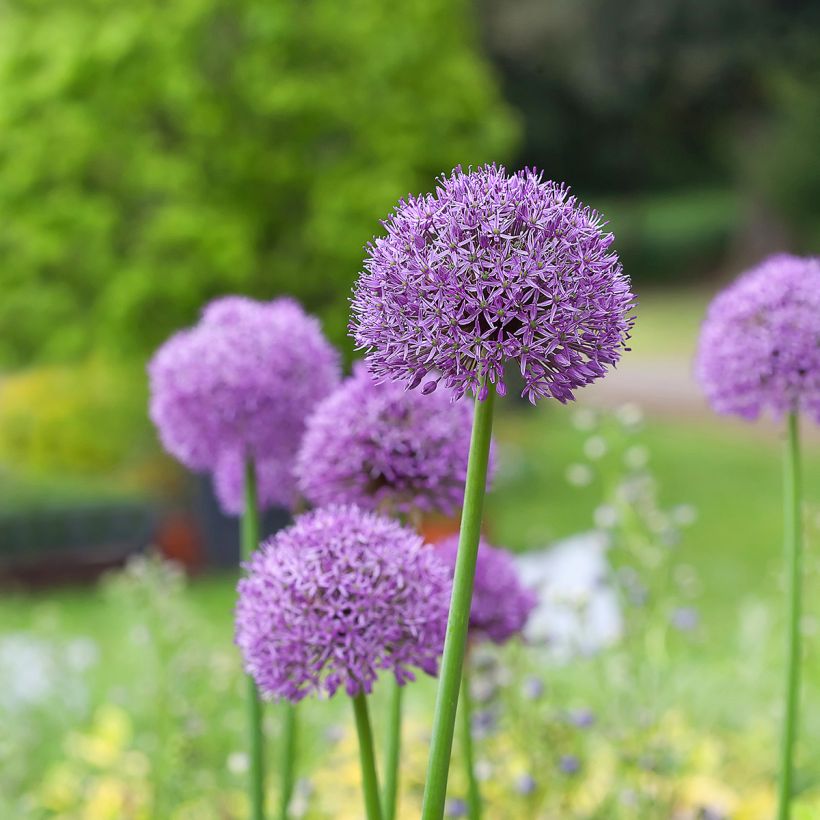 Ail d'ornement - Allium Gladiator (Port)