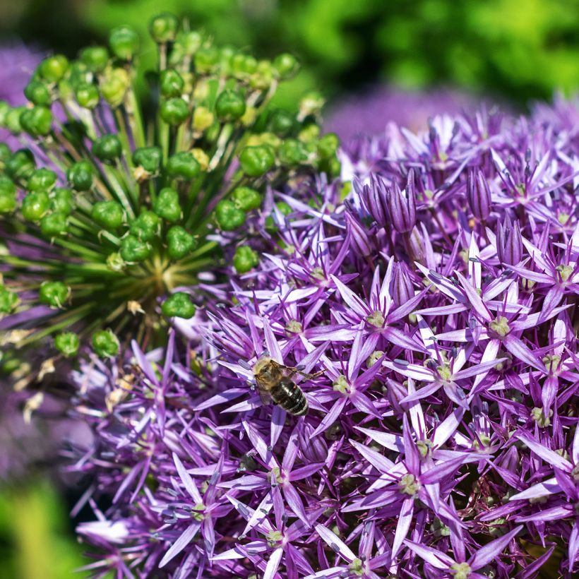 Ail d'ornement - Allium Globemaster (Floraison)