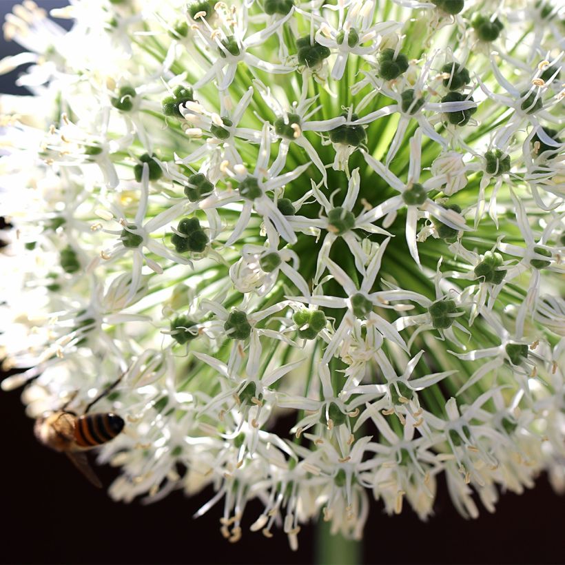 Ail d'ornement - Allium Mount Everest (Floraison)