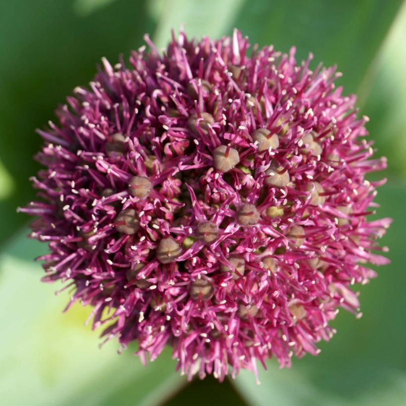 Ail d'ornement - Allium Ostara (Floraison)