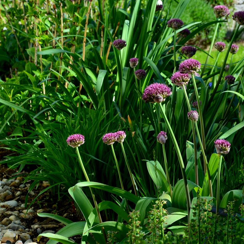 Ail d'ornement - Allium Ostara (Port)