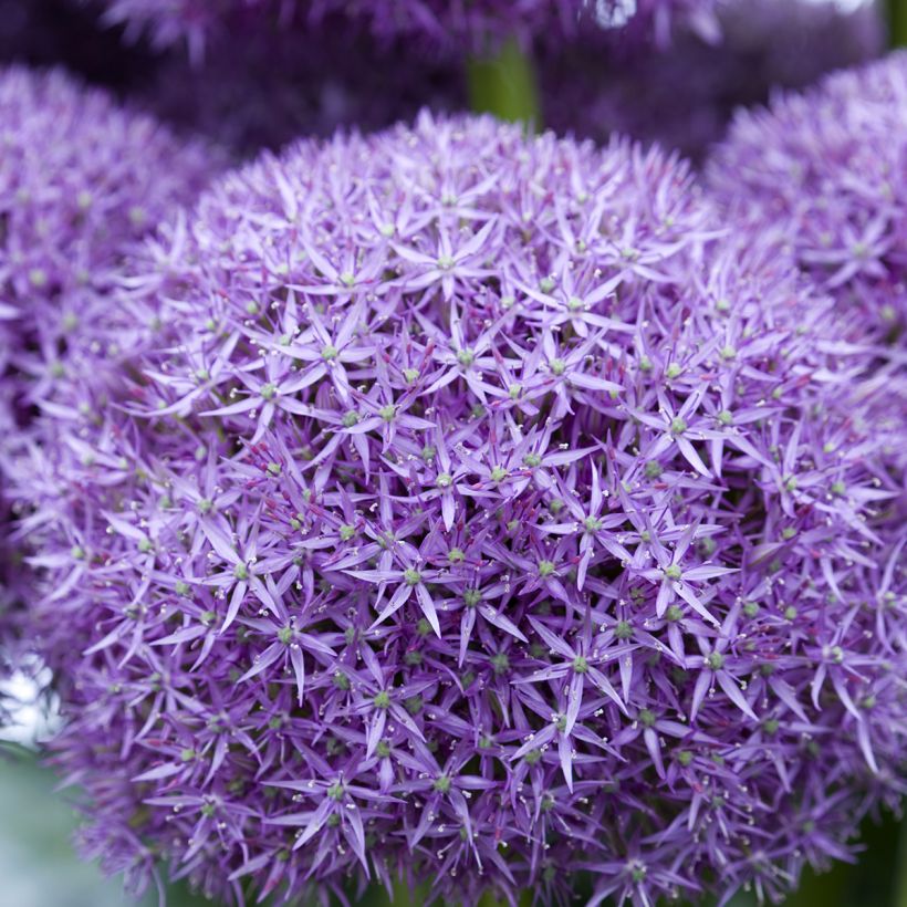 Ail d'ornement - Allium Pinball Wizard (Floraison)