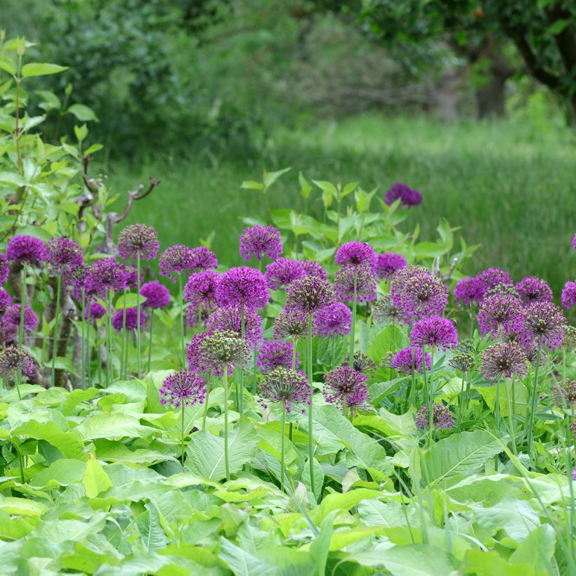 Ail d'ornement - Allium aflatunense Purple Sensation (Port)