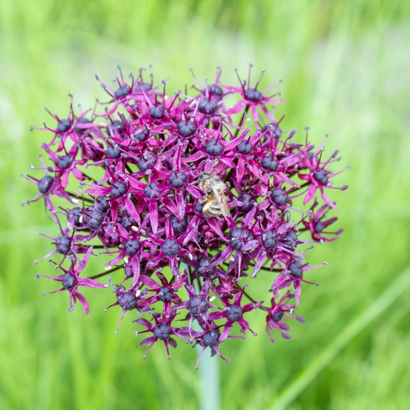 Ail d'ornement - Allium atropurpureum (Floraison)