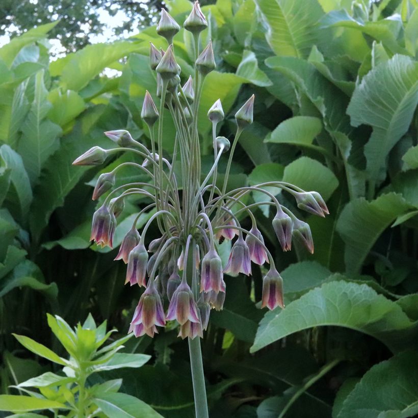 Ail d'ornement - Allium bulgaricum ou Nectaroscordum (Floraison)