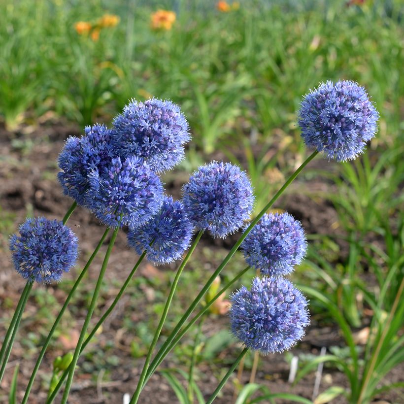 Ail d'ornement - Allium caeruleum (Port)