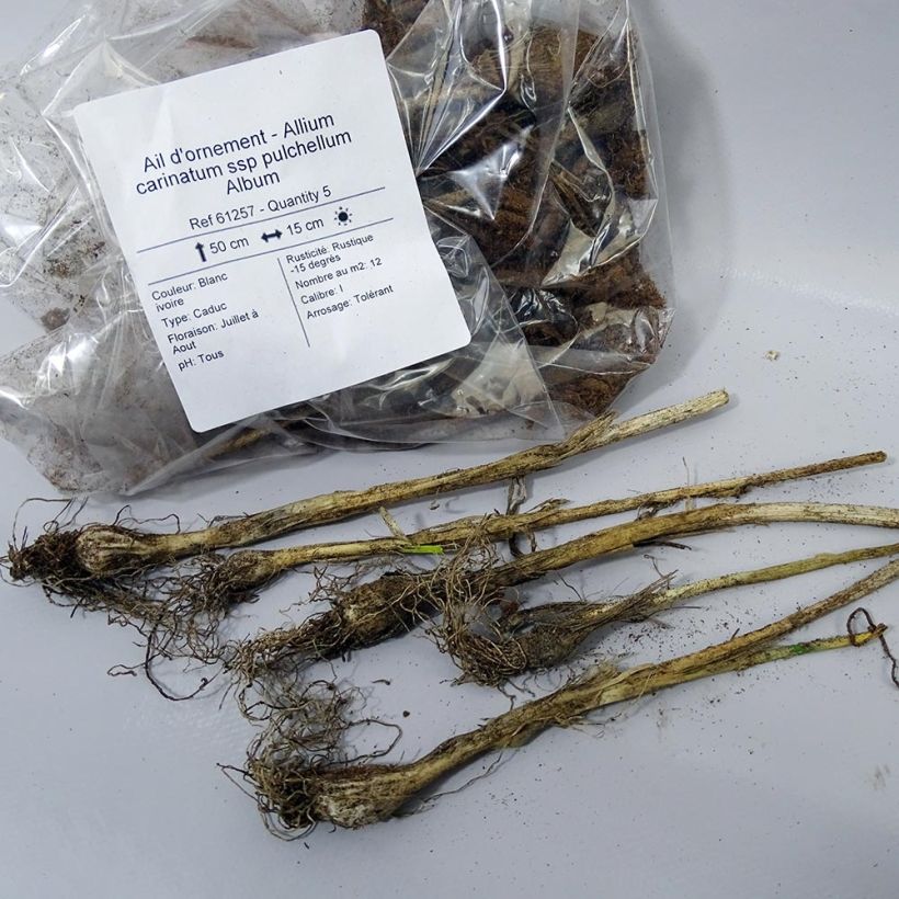 Exemple de spécimen de Ail d'ornement - Allium carinatum ssp pulchellum Album tel que livré