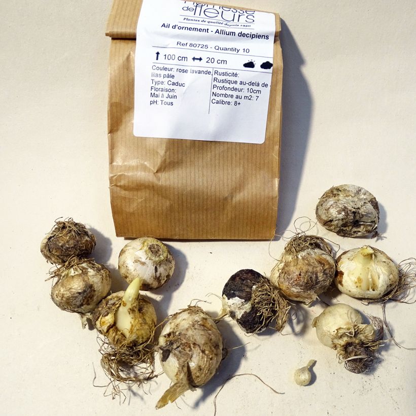 Exemple de spécimen de Ail d'ornement - Allium decipiens Bulbe tel que livré