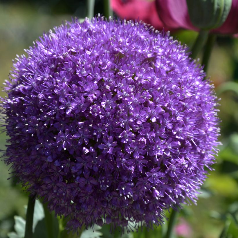 Ail d'ornement - Allium giganteum (Floraison)