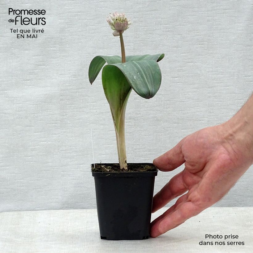 Spécimen de Allium karataviense - Ail d'ornement du Turkestan Pot de 12 cm / 13 cm tel que livré au printemps