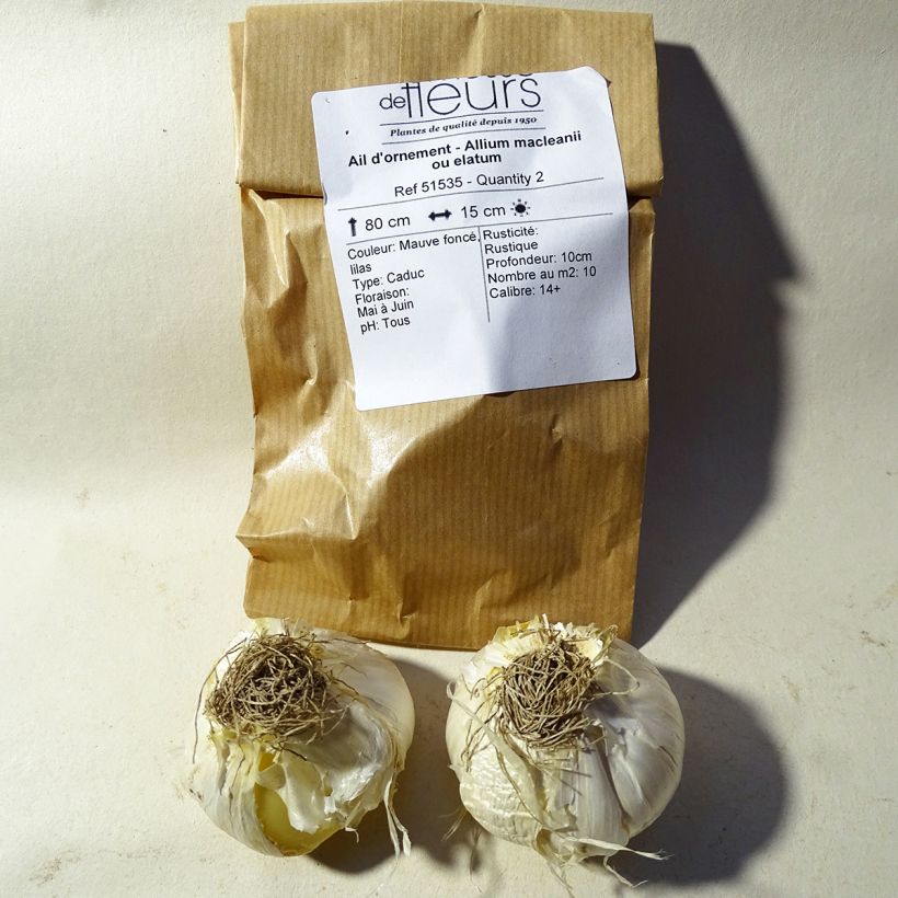 Exemple de spécimen de Ail d'ornement - Allium macleanii ou elatum tel que livré