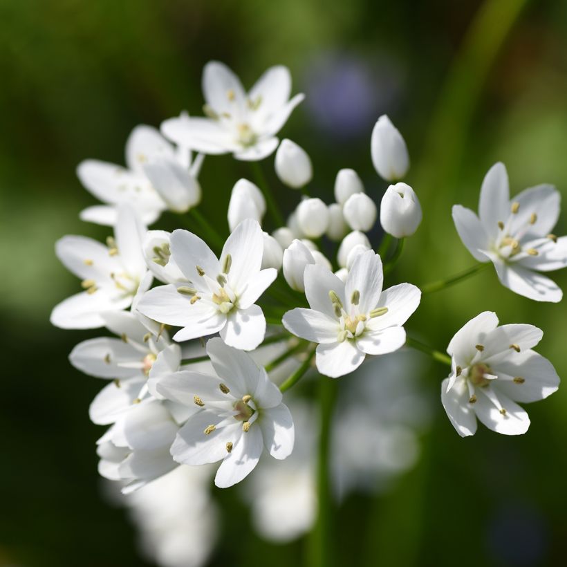 Ail d'ornement - Allium neapolitanum Groupe Cowanii (Floraison)