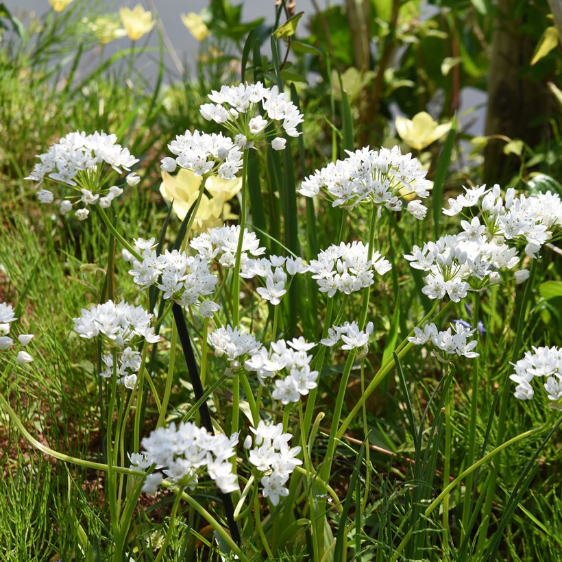 Ail d'ornement - Allium neapolitanum Groupe Cowanii (Port)