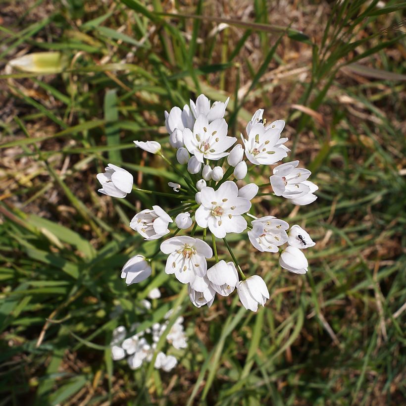 Ail d'ornement - Allium neapolitanum (Floraison)