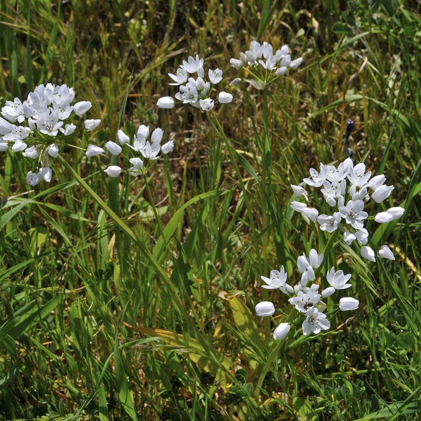 Ail d'ornement - Allium neapolitanum (Port)