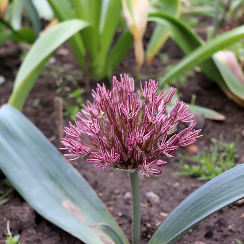 Ail d'ornement - Allium nevskianum (Port)