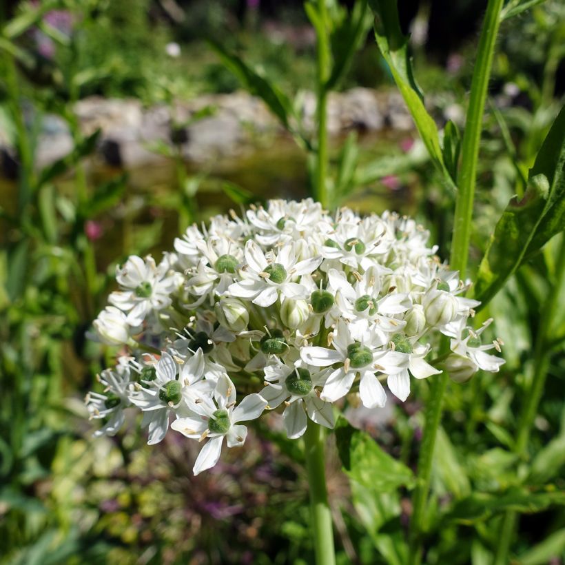Ail d'ornement - Allium nigrum ou multibulbosum (Floraison)
